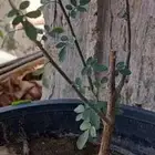 شجرة البشام ( البيلسان )