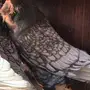 جوز فراشه دايلوت كاكى 