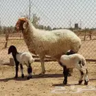 بيعن الله يبارك لهم شياه ولد وحده توم ووحده واحد