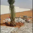 يجود لدينا جميع انواع النخل