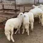 رخال للبيع