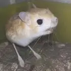 جرابيع بريه الايفه