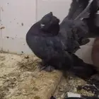 جوز حمام أمريكي