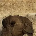 قعود ابوه اوضح جدته حمرا