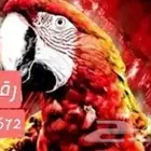 ترويض توليف وفندقه وعياده