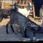 تيوس للبيع