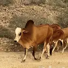 ثور فحل مشروط