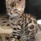 قطط بنغال للبيع جاهزين للاستلام