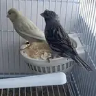 للبيع جوز كناري توه طارح بيضه