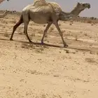خلفه