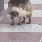 قنفذ للبيع