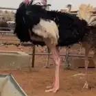 توصيل نعام
