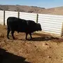 ثور للبيع