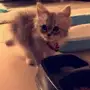 قط شيرازي عمره شهرين Cat for sale