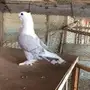 ذكر ستنايت مستوى 