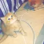 قطط ذكر للبيع