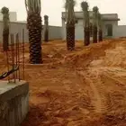 نخل للبيع جميع الأنواع متوفره وجميع المقاسات