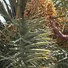 للبيع ثمرة نخيل بمنطقة سدير ( اللهم بارك للجميع )
