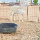 للبيع فحل حري
