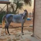 تدريب ركوب الخيل