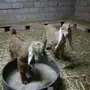 تيسين ورخلين وطليين سليمه شرط 