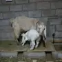 عنز رباع معها جفره 