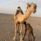 خلفة مصغر ثنو