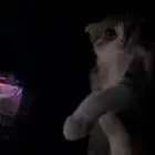 للبيع قطين اذاني مسفوطه  الام سكوتش الاب للامانه ما ادري