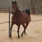 فرس شعبيه