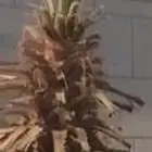 نخلة واشطونيا واشطوني