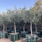 نخل عربي وشبوك وشجر الزيتون وتحسين إنخل