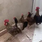 دجاج سبرايت