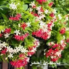 زراعة طبيعي