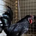 ديك حباحب كويتي دم صافي اسود صك