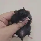 مجموعه هامسترز روس تبني