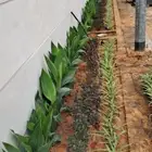 تنسيق زراعه اشجار نخيل عشب طبيعي جميع تخصصات الزراعه