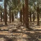 نخل عربي ووشنطن اشجار زينه