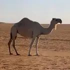 ناقه حايل كفو