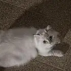 قطوه ضايعه