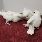 فروخ فيشر البينو
