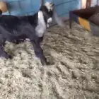 للبيع تيوس 2