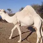 فحل اوضح مشروط القاح تو شاق نابه مشرح