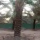 نعمل في مجال تكريب النخيل وقلع وغرس فسايل