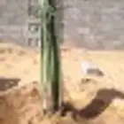 فسايل النخيل
