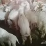 ذبايح بريه نظيفه وبأسعار مناسبة العقيق خدعه