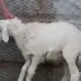 للبيع 9 خرفان وا 7ارخال.
