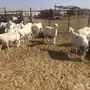 للبيع غنم حريات طيبه بوايتها