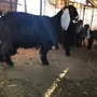 عنزين عوارض مع عيالها للبيع