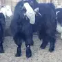 فحل عارضي
