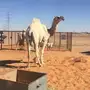 ولد تمام 